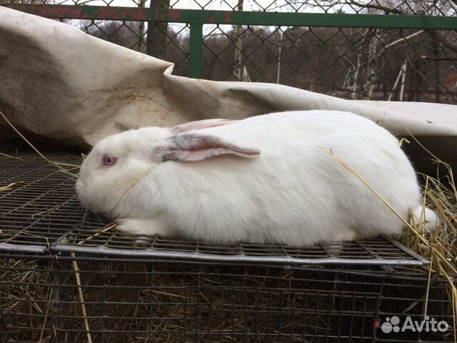 Самцы кроликов на племя купить на Зозу.ру - фотография № 2