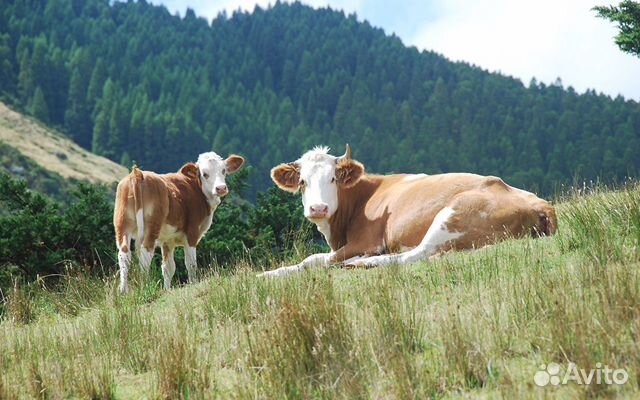 Коровы,быки,телята купить на Зозу.ру - фотография № 1