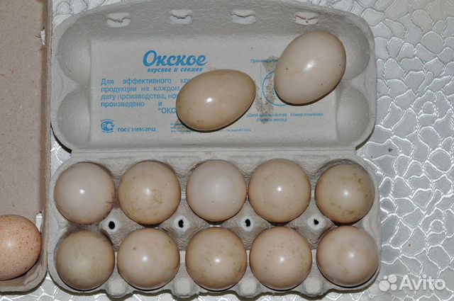 Яйцо на инкубацию индейки купить на Зозу.ру - фотография № 3