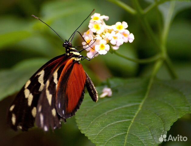 Живые тропические бабочки Papilio Polyxenes купить на Зозу.ру - фотография № 3