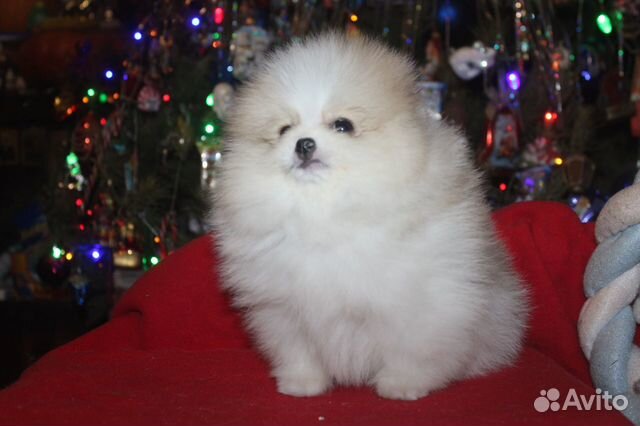 Новогодний Мальчик Новогодний Мальчик