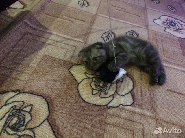 Шотландский вислоухий котенок(мальчик) купить на Зозу.ру - фотография № 2