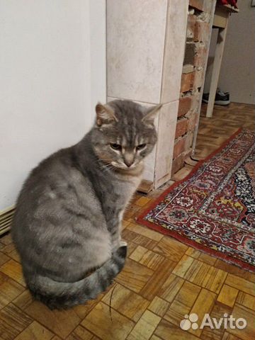 Добрый котик ищет хозяев купить на Зозу.ру - фотография № 4