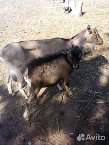 Камерунский козел купить на Зозу.ру - фотография № 2