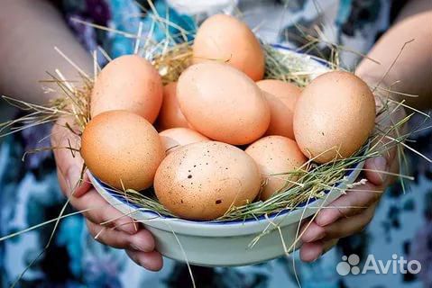 Яйцо куриное инкубационное купить на Зозу.ру - фотография № 1