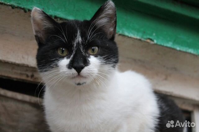 Котенок мальчик Кузя ищет дом