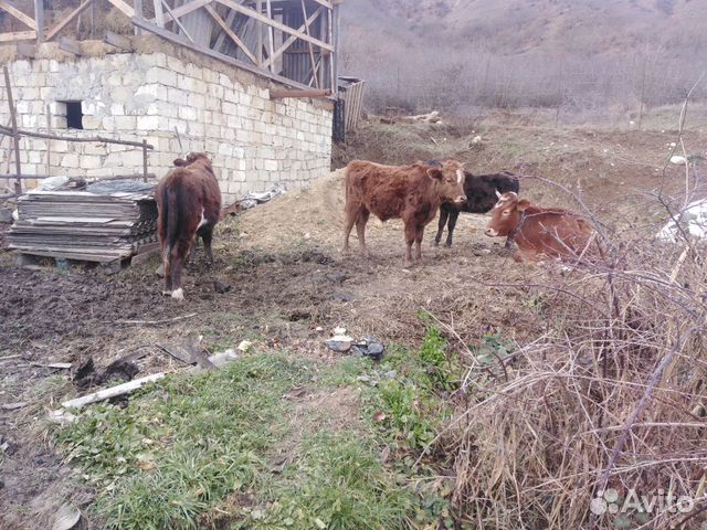 Коровы и бычки купить на Зозу.ру - фотография № 5