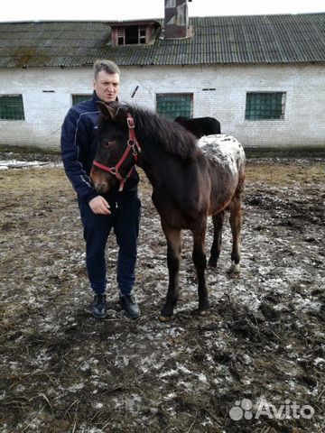 Лошадь 6 месяцев купить на Зозу.ру - фотография № 2
