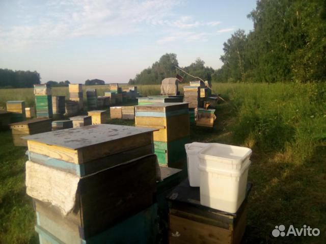 Пчелосемьи дальневосточных пчёл на высадку 2020 г купить на Зозу.ру - фотография № 9