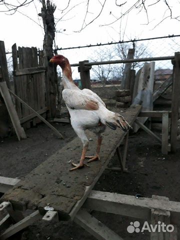 Курица купить на Зозу.ру - фотография № 1