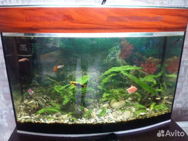 Продам аквариум с рыбками купить на Зозу.ру - фотография № 2