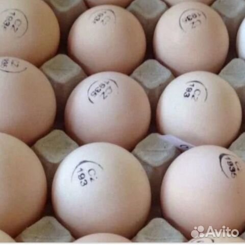 Яйцо инкубационное европейское качество купить на Зозу.ру - фотография № 1