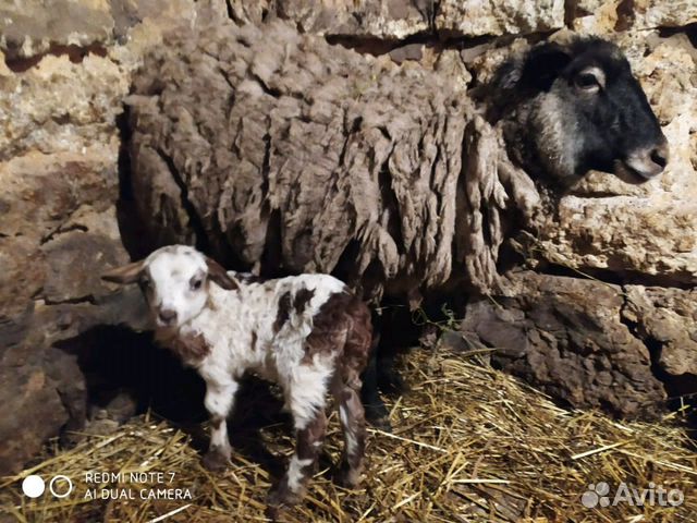 Овца с ягненком купить на Зозу.ру - фотография № 4