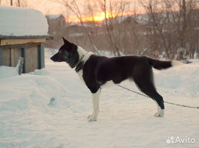 Собака купить на Зозу.ру - фотография № 8