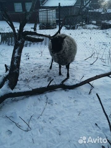 Продам суягную овцу купить на Зозу.ру - фотография № 3
