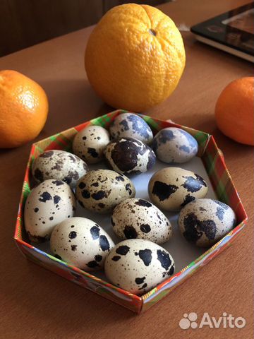 Инкубационное яйцо перела купить на Зозу.ру - фотография № 2