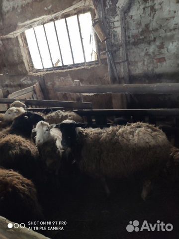 Овцематки с ягнятами купить на Зозу.ру - фотография № 6