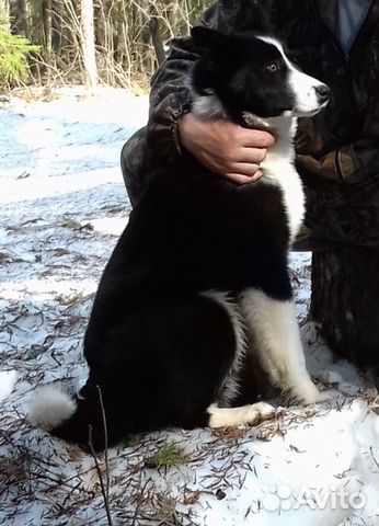 Пропала собака русско европейская лайка купить на Зозу.ру - фотография № 3