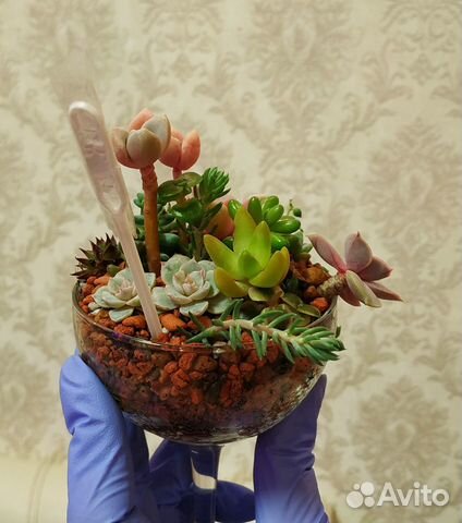 Букет из суккулентов