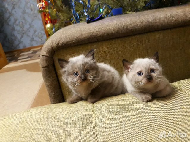 Продам тайских котят купить на Зозу.ру - фотография № 4