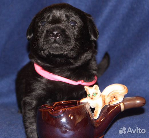 Черные и шоколадный щенки лабрадора купить на Зозу.ру - фотография № 5