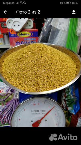 Горчица-сидераты