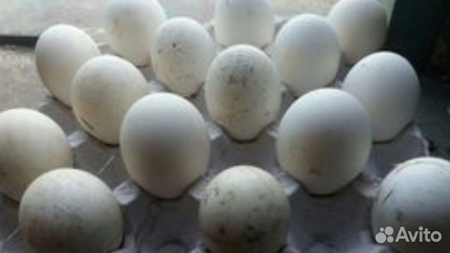 Инкубационное яйцо Гусей купить на Зозу.ру - фотография № 3