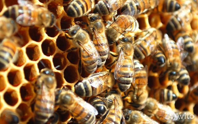 Продам пчелосемьи, вся информация по телефону купить на Зозу.ру - фотография № 1