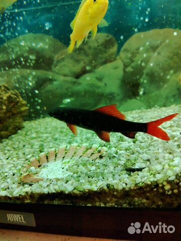 Рыба Еллоу, Красная полосатая зебра, лабио, сом пе купить на Зозу.ру - фотография № 7