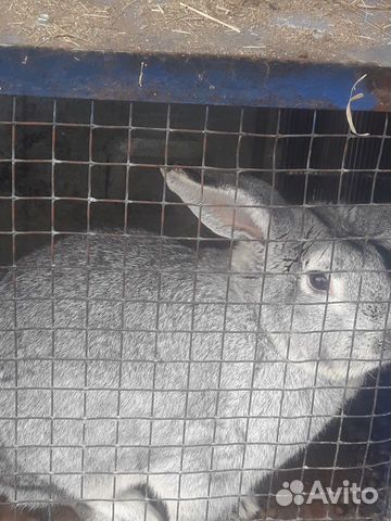 Кролики породы серый великан+фландр купить на Зозу.ру - фотография № 1