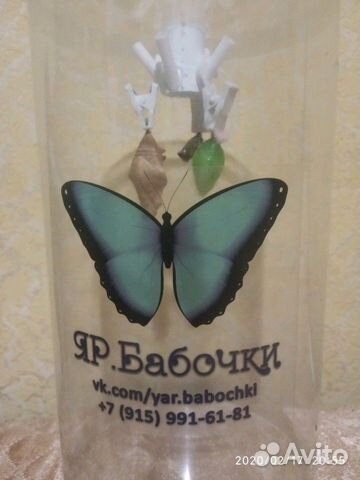 Домашняя ферма бабочек купить на Зозу.ру - фотография № 1