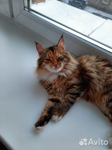 Ищем Кота для Кошечки Ищем Кота для Кошечки