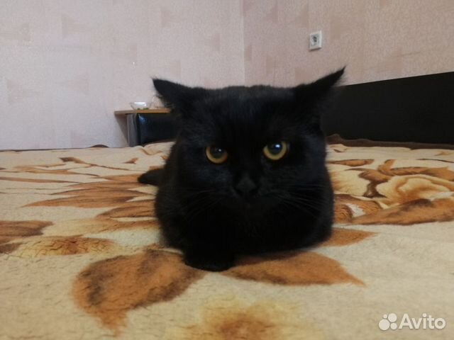 Кошка