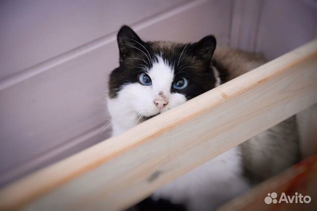 Кошка Груша ищет дом купить на Зозу.ру - фотография № 2