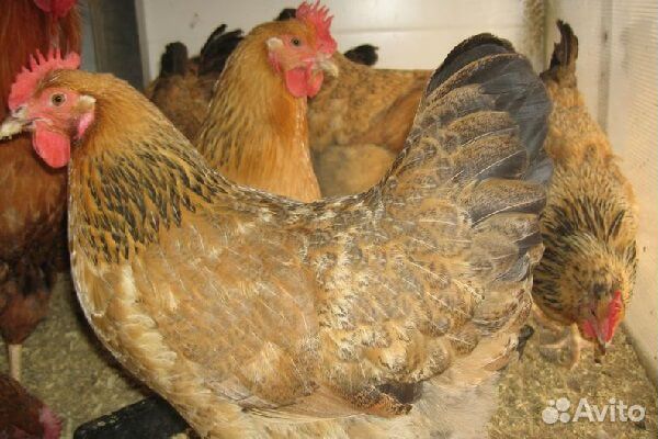 Инкубационное яйцо, цыплята, несушки, перепела купить на Зозу.ру - фотография № 1