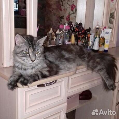 Котята Мейн-куна купить на Зозу.ру - фотография № 1