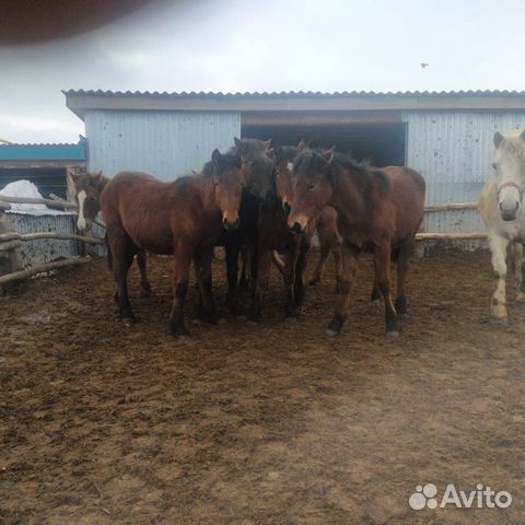 Лошади купить на Зозу.ру - фотография № 7