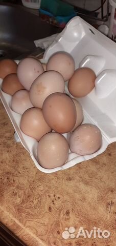 Продаю яйцо куриное для инкубации купить на Зозу.ру - фотография № 1