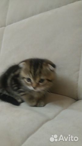 Вислоухая кошечка