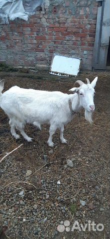 Молочная коза с козлятами купить на Зозу.ру - фотография № 1
