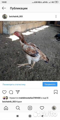 Бойцовая курица купить на Зозу.ру - фотография № 1