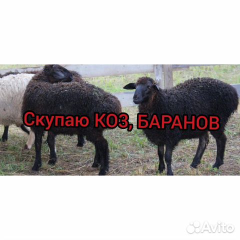 Бараны, козы купить на Зозу.ру - фотография № 1