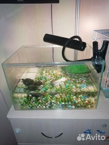 Черепаха красноухая, аквариум купить на Зозу.ру - фотография № 1