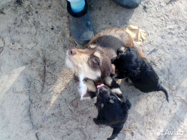 Щенки от маленькой собачки во двор купить на Зозу.ру - фотография № 3