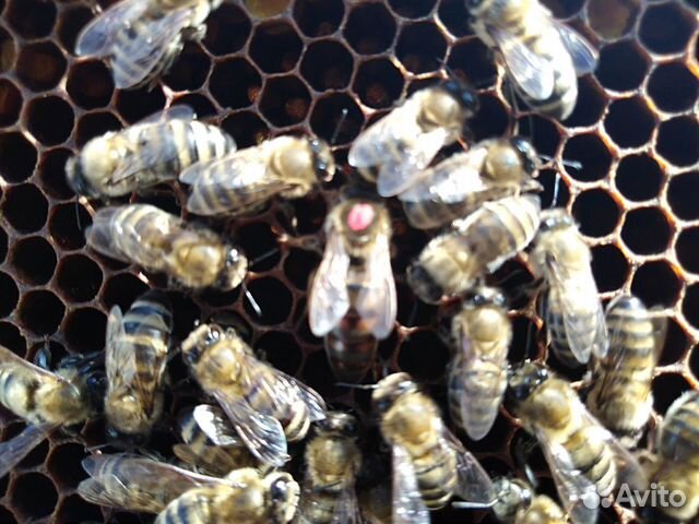 Продаются пчелы купить на Зозу.ру - фотография № 4