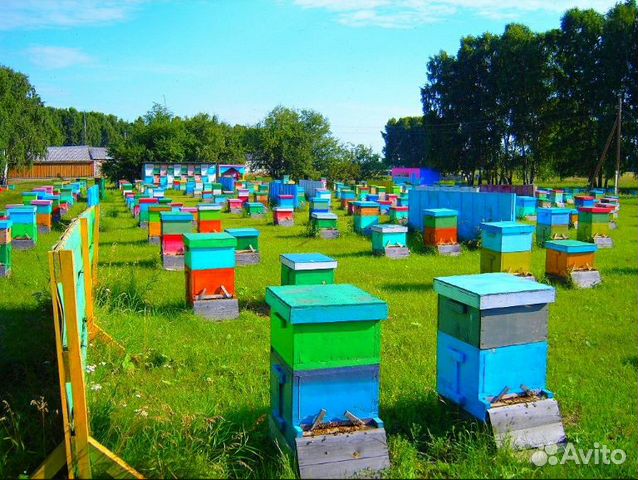 Продаю пчело-семьи в количестве 25-30 штук,цена до купить на Зозу.ру - фотография № 1