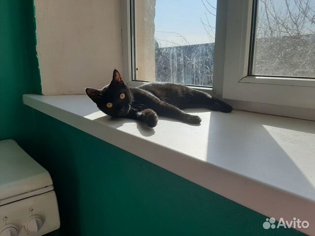 Черненький котик купить на Зозу.ру - фотография № 1