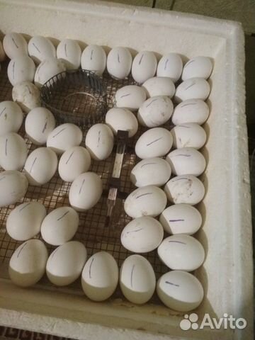 Яйцо инкубационное, цыплята купить на Зозу.ру - фотография № 3