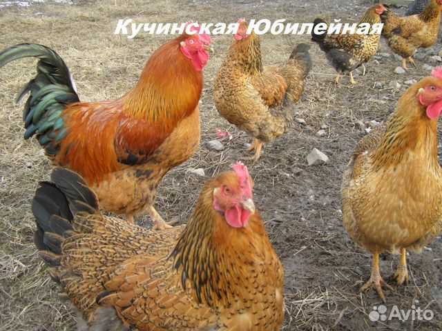 Суточные цыплята бройлеров и породные купить на Зозу.ру - фотография № 6
