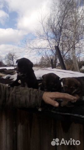 Продам щенков западно-сибирской лайки купить на Зозу.ру - фотография № 2